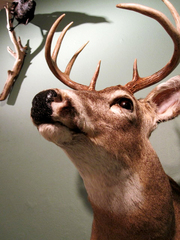 Deer and Crow,Liz Young