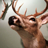 Deer_1