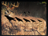 Deertargetbird-small
