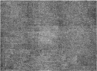 20,009 Butteflies,Nicholas Di Genova