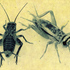 Crickets_paulus
