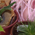 Heximage_small