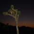 Tree_box_copy
