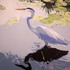 Blueheroninlilies_600