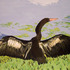 Anhinga_600