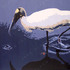 Woodstorkwaterdrop_600
