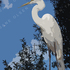 Egret1co_600