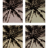 4palmsbrown_600