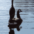 Piggyback_600