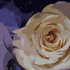 One_rose1_600