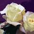 Roses3_600