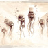 Sirjellies