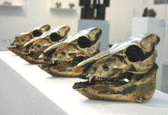 2005meltonpigskulls1