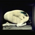 Mary_daniel_hobson-cocoon