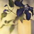Brigitte_carnochan-clematis