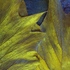 Golden_staghorn_