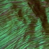Palm_topography