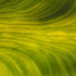 Leaf_detail__2