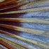 Blue_december_palm