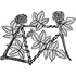 Rosebike