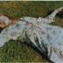 Untitled__1975_