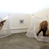 Escottalicia_bears_hi_sm