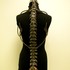 Spine
