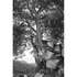 Tree-holding-rocks_7002