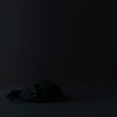 Goldfarb_blackbird