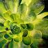 Jeannehahn__moon_flower