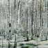 Birches_sm