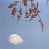 Blossom2