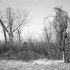 Virginia_wilcox11