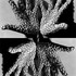 Sea_creature