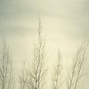 Birch_saplings