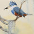 Tomb_ringed_kingfisher_crop