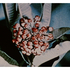 Flower__the_boy__the_librarian__barber