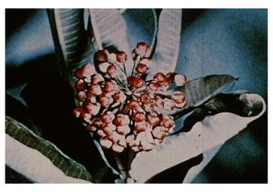 Flower__the_boy__the_librarian__barber