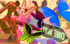Butterflies