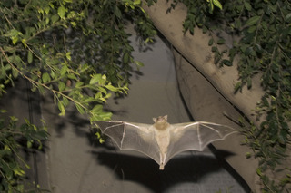 Bats,Jan Tichy