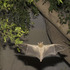 Bats__3_