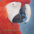 Red_macaw
