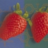 Altered_strawberries