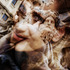Sara___rome_4_naj