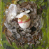 Nest