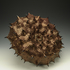 Strongylocentrotus_nurple_copy