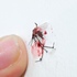 A_dead_mosquito