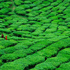 Maze