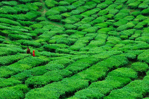 Maze