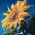 Sunflo_2